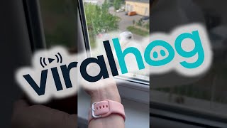 Baby Squirrel Startles Seagull Off Window Ledge || ViralHog
