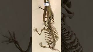 Vasuki indicus | Vasuki Indicus Fossil | Virad Dubey | UPSC 2024 | StudyIQ IAS Hindi