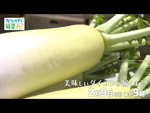 ウラナビ　2月9日放送：美味しいダイコンが届くまで。