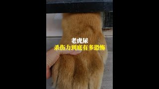 老虎尿，殺傷力到底有多恐怖？ #漲知識 #動物世界