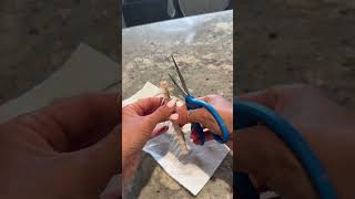 Good tips with fish bones #lifehack #lifehacks #tips #hack #hacksandtips #hacks #hacklife