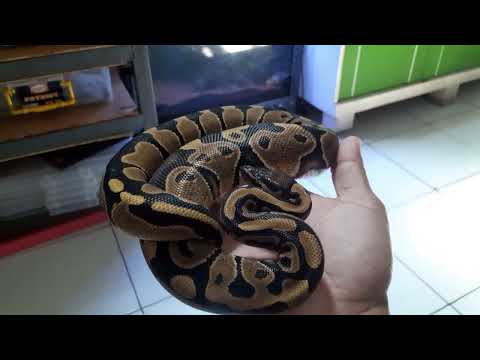 cek berat badan ball python untuk kesehatan