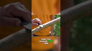 Ceylon Cinnamon  From Tree to Transformation