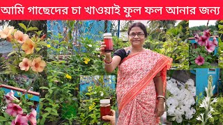 গাছেদের চা খাওয়াই এভাবে/this is how I feed tea to plants