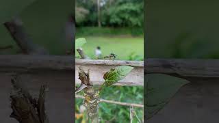 #ant #animals #nature #instareels #explore #antattack #fyp #ytshorts #trendingshorts