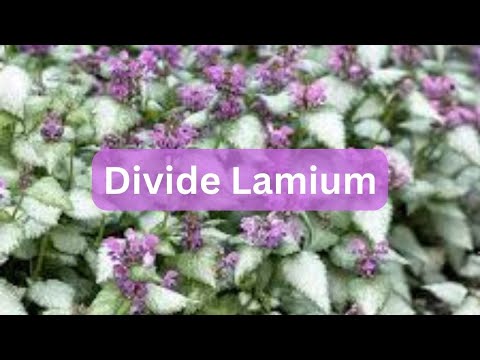 How To Divide Deadnettle Lamium | Groundcover For Shade