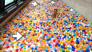 I played tag in the ball pool and it was so much fun lol