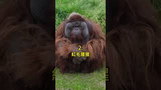 五種 印尼的動物 🤯 #科普 #知識 #動物 #tiktokanimals
