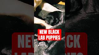 Discover the JOY of one of our Black Lab Puppies will bring to your family  #puppy #labrador