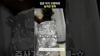 검은 아기 고양이의 숨겨진 정체