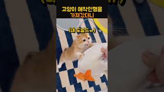고양이 애착인형을 가져갔더니 #귀여운 #동물