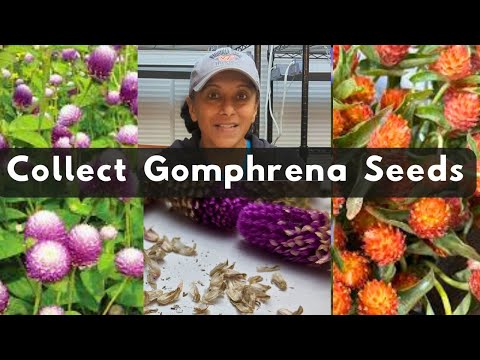 How To Collect Gomphrena Seeds | Harvest Save Store Globe Amaranth Seeds