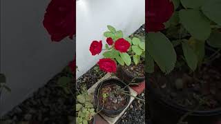 A R Rahman BGM.. #music #redrose