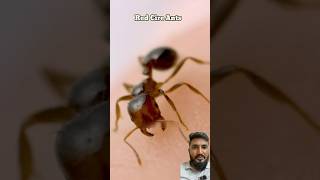 Facts no 11 #experiment #antpower #amazingfacts #antattack #hindifacts #factsinhindi #facts #yt