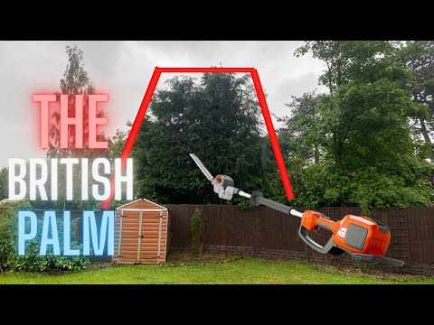 British Tree Work | CONIFERS the British Palm