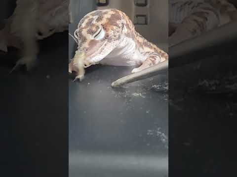 밥먹는 펫테일쨩