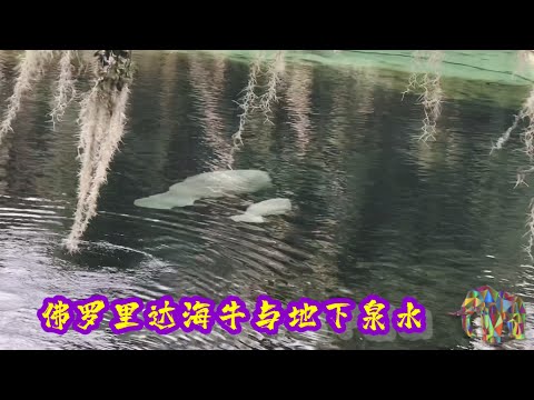 佛罗里达海牛与地下泉水