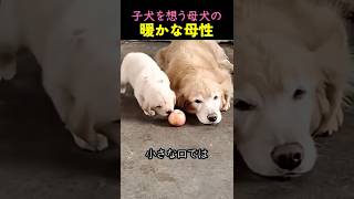 The warm maternal love of a mother dog and her puppies