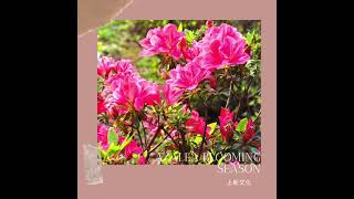 Yangming ＃發現台灣～ ＃台灣北部景點 ＃陽明山花季 ＃櫻花