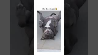dogs being idiots part 229 #cutegolden #funny #funnypets #pets #petvideos #funnyanimals #funnydogs