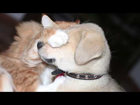 Pusa Eats Some Chicken (She Loves Chicken)- Mondays with Pusa