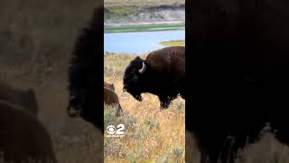 Tourist kicks Bison at Yellowstone National Park, Bison kicks back