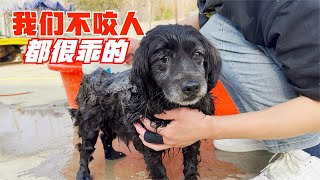 給救助的流浪狗洗澡，狗狗被疼愛後感動的默默流淚