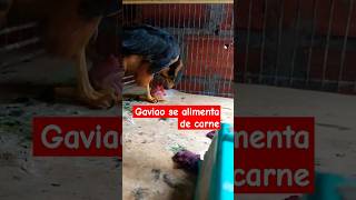 gavião se alimenta de carne #gavião #gaviãoarqueiro #gaviaoarqueiro #avesderapina #passaros #shorts