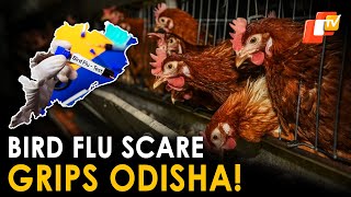 Bird Flu Outbreak in Odisha: Khordha on High Alert