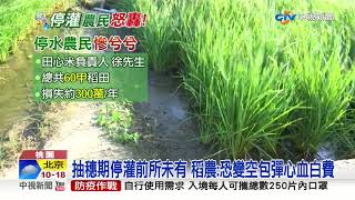 抽穗期停灌前所未有 稻農:恐變空包彈心血白費│中視新聞 20201015