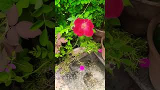 mini garden flowers plants 🌺☘️🌹🌹#daliyvlog #nature #shortvideo #flowers