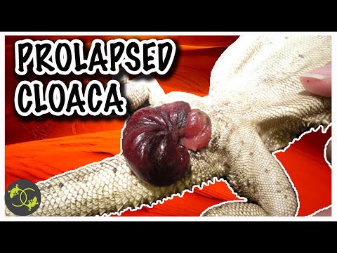 Prolapsed Cloaca in Bearded Dragon (Causes & Treatment) - Cookies Critters