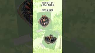 植樹節 | 大葉山欖  #種子盆栽