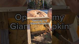 Lighting Cub will be a jack-o'-lantern 🎃 #giantpumpkin #asmr #halloween #gardening #pumpkin #plants