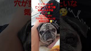 犬を亡くす#認知症犬