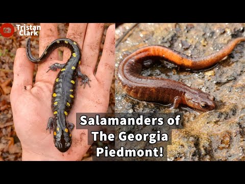 Webster's Salamanders, Spotted Salamanders and MORE! Winter Herping in Georgia.
