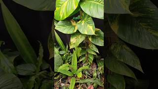 What Pothos Can Do In Just 9 Months. IT EXPLODED. #pothos #pothosplant #mosspole