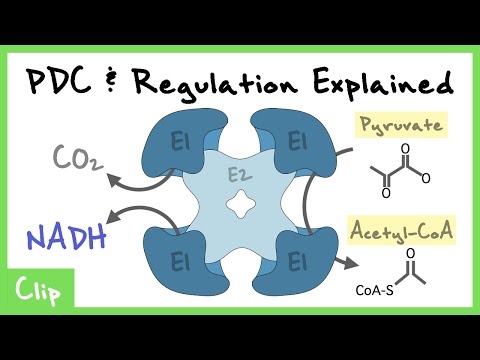 Pyruvate Dehydrogenase Complex Explained (Pyruvate Dehydrogenase, Regulation, VDAC) | Clip