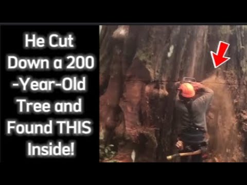 Inside a 200-Year-Old Tree: The Discovery That Changed His Life Forever! #truestory y