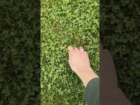 I need to touch grass more! #cozygames #gamedeveloper