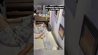 Funny cat under the surveillance camera #cat #petsrule #funnycats #funny #pethumor