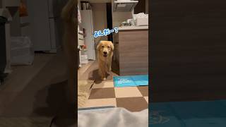 呼ぶとでちでち走ってくるのかわいい#ゴールデンレトリバー #dog #子犬 #goldenretriever #一人暮らし