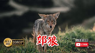 本期主角『郊狼』