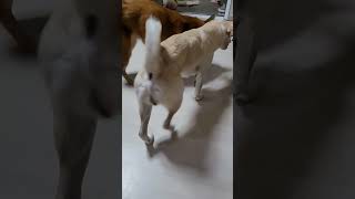 공 던지자 말자 입으로 잡는 메리♡ 나이스 캐치~~^^