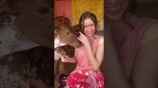 #cowsgomoo #cowprotection #song #love #gausevasangh #animals #cute #cowbeauty