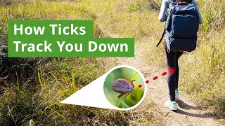 How Ticks Hunt: The Science Behind How They Find You