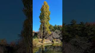 Beautiful color of Japan Autumn #capcut #capcut2025 #japan #colorful #autumn