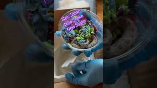 🎉#NEWSNAKE #Unboxing 🐍💙👏 #hognose #HOGNOSESNAKE #rarebeauty #snakes #snakelover 💙#snakebreeder