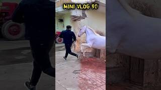 Nukri reached to get the horse but?