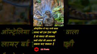 #shorts #lyrebird #facts #a2facts #youtubeshorts